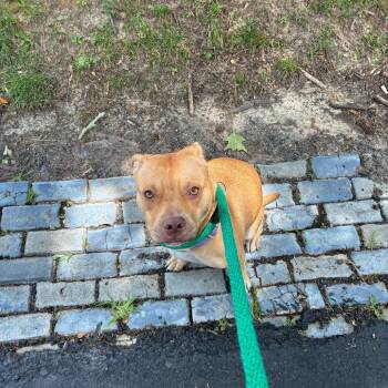 Lady Laurel -  Mixed Breed Dog for Adoption in Philadelphia, Pennsylvania - Lady Laurel | PetCurious