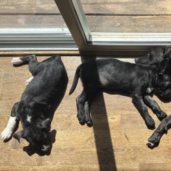 Mixed Breed Dogs Available for Adoption in Buffalo, Minnesota - Cinder | PetCurious