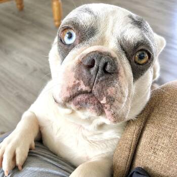 Lynne -  French Bulldog Dog for Adoption in Douglas, Georgia - Lynne | PetCurious