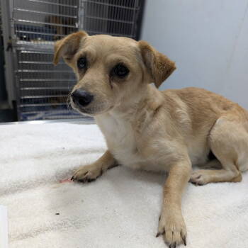 Rescue Chihuahua Dogs for Adoption in Chico, California - GORDON | PetCurious