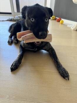 Bella -  Australian Kelpie and Australian Shepherd Dog for Adoption in West Hollywood, California - Bella | PetCurious