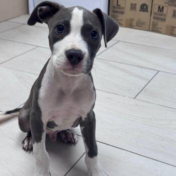 Pop the handsome mixed breed -  American Bully and Bulldog Dog for Adoption in Muskego, Wisconsin - Pop The Handsome Mixed Breed | PetCurious