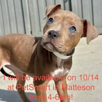 Birdy -  Pit Bull Terrier and Mixed Breed Dog for Adoption in Matteson, Illinois - Birdy | PetCurious