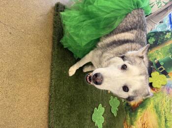 Melrose -  Siberian Husky Dog for Adoption in Mooresville, Indiana - Melrose | PetCurious