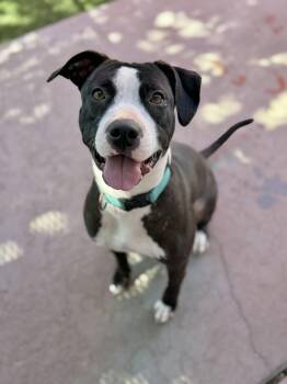 Gracie -  American Staffordshire Terrier Dog for Adoption in Glendale, Arizona - Gracie | PetCurious