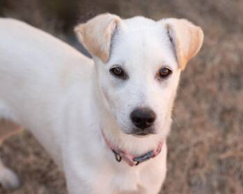 Siberian Husky and Australian Shepherd Dogs Available for Adoption in Southaven, Mississippi - MAISY | PetCurious