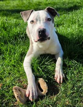 Mixed Breed Dogs Available for Adoption in Highland, New York - Robinson | PetCurious