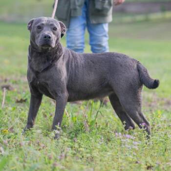 American Staffordshire Terrier Dogs Available for Adoption in Bartlett, Tennessee - Roxy | PetCurious