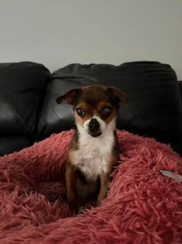 Chihuahua Dogs Available for Adoption in Prince Frederick, Maryland - Lucky | PetCurious