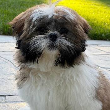 Claude -  Shih Tzu Dog for Adoption in Rochester, Minnesota - Claude | PetCurious