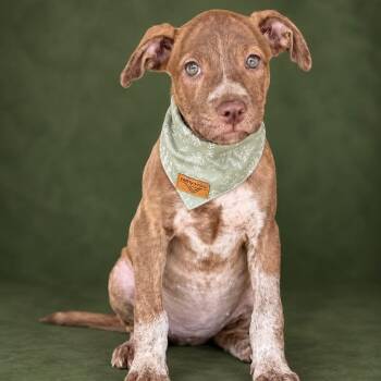 CABBAGE ROSE -  Pit Bull Terrier Dog for Adoption in Cranston, Rhode Island - CABBAGE ROSE | PetCurious