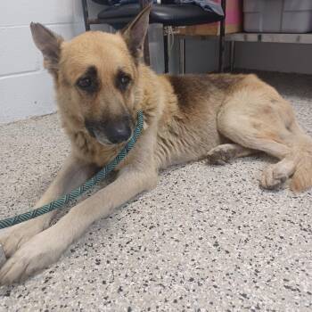 Farquaad -  German Shepherd Dog and Mixed Breed Dog for Adoption in Hattiesburg, Mississippi - Farquaad | PetCurious