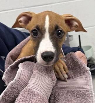 Jenny -  Mixed Breed Dog for Adoption in Kansas City, Missouri - Jenny | PetCurious
