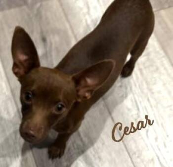 Chihuahua Dogs Available for Adoption - Cesar #pocket-pooch | PetCurious