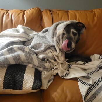 Knight -  Mixed Breed Dog for Adoption in Glenwood Springs, Colorado - Knight | PetCurious
