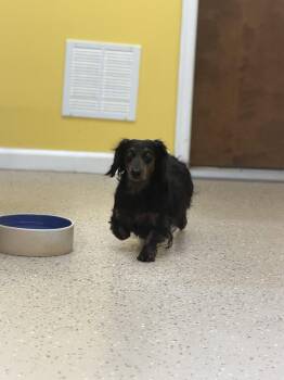 Bear -  Dachshund Dog for Adoption in York, South Carolina - Bear | PetCurious