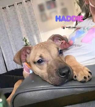 Haddie -  Boxer and Pit Bull Terrier Dog for Adoption in Council Bluffs, Iowa - Haddie | PetCurious