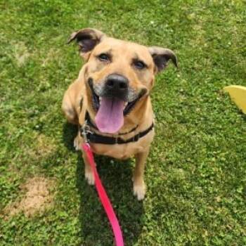 Rescue Mixed Breed Dogs for Adoption in Middlebury, Vermont - Abileen | PetCurious