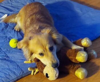 Golden Retriever and Corgi Dogs Available for Adoption - Jonah | PetCurious