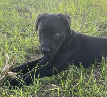 Max -  Labrador Retriever and Terrier Dog for Adoption in Glocester, Rhode Island - Max | PetCurious