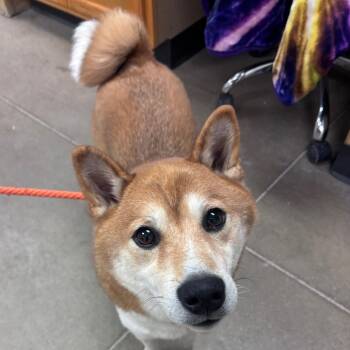 YORK-Stray-16740 -  Shiba Inu Dog for Adoption in York, Pennsylvania - YORK-Stray-16740 | PetCurious