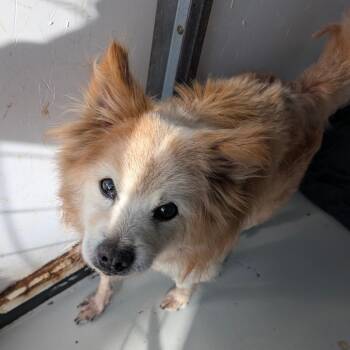 Cody -  Pomeranian Dog for Adoption in St. Augustine, Florida - Cody | PetCurious