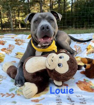 Rescue American Bulldog Dogs for Adoption in Opp, Alabama - Louie | PetCurious