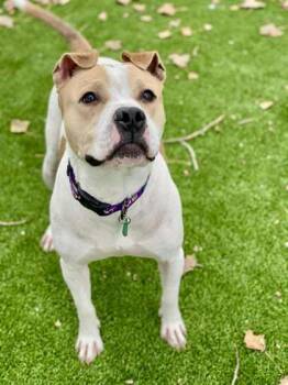 Rescue Mixed Breed Dogs for Adoption in Munster, Indiana - Juno | PetCurious