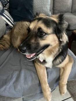 Shepherd and Mixed Breed Dogs Available for Adoption - Eva | PetCurious