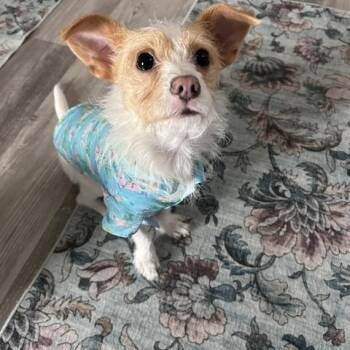 Terrier and Jack Russell Terrier Dogs Available for Adoption in Palm Harbor, Florida - Boomer | PetCurious