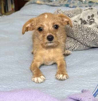 Simba -  Terrier and Chihuahua Dog for Adoption in Phoenix, Arizona - Simba | PetCurious