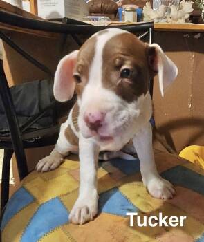 Tucker -  American Staffordshire Terrier Dog for Adoption in Manchester, Connecticut - Tucker | PetCurious