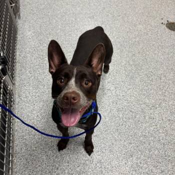 Pacha -  Cattle Dog Dog for Adoption in Grand Rapids, Michigan - Pacha | PetCurious