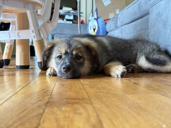 Leelee -  Great Pyrenees Dog for Adoption in Columbia, Maryland - Leelee | PetCurious