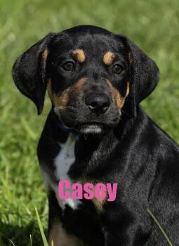 Casey -  Mountain Cur and Terrier Dog for Adoption in Irwin, Pennsylvania - Casey | PetCurious