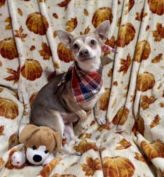 Drax -  Chihuahua and Mixed Breed Dog for Adoption in Corona, California - Drax | PetCurious