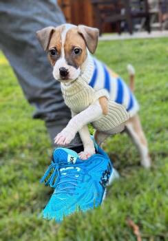 Rescue Boxer and Labrador Retriever Dogs for Adoption in Princeton, Massachusetts - Marietta | PetCurious