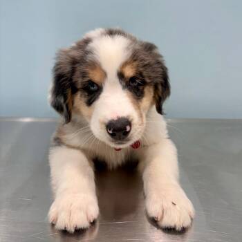 Roman -  Australian Shepherd Dog for Adoption in Portland, Oregon - Roman | PetCurious