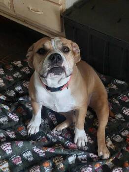 Rescue American Bulldog and Mixed Breed Dogs for Adoption in Saugus, Massachusetts - Diamond Darlin | PetCurious