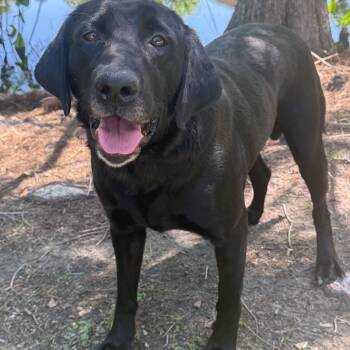 Labrador Retriever and Black Labrador Retriever Dogs Available for Adoption in Ocean Springs, Mississippi - Oliver | PetCurious