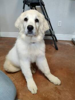 Great Pyrenees Dogs Available for Adoption in Bolivar, Missouri - Snow | PetCurious
