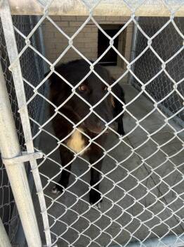 Bama -  Mixed Breed Dog for Adoption in Gallatin, Tennessee - Bama | PetCurious