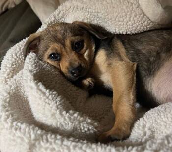 Chihuahua and Pug Dogs Available for Adoption - Bessy  | PetCurious