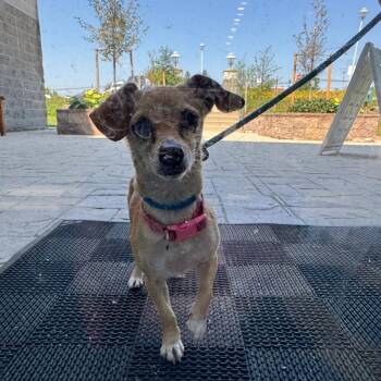 YORK-Stray-16202 -  Mixed Breed and Chihuahua Dog for Adoption in York, Pennsylvania - YORK-Stray-16202 | PetCurious