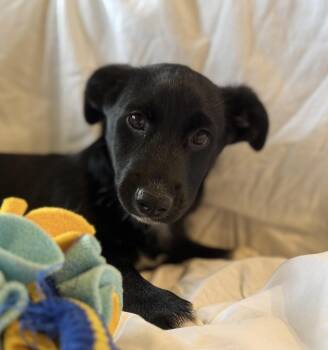 Rescue Labrador Retriever Dogs for Adoption in Oakville, Ontario - Goodall | PetCurious
