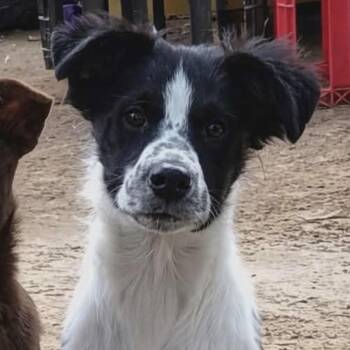 Border Collie and Rat Terrier Dogs Available for Adoption in South Saint Paul, Minnesota - Oreo | PetCurious