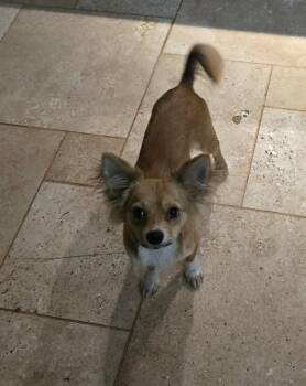 Papillon and Chihuahua Dogs Available for Adoption in Suffolk, Virginia - Thyme | PetCurious