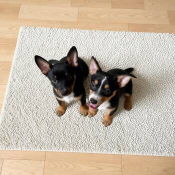 Cardigan Welsh Corgi and Cattle Dog Dogs Available for Adoption - Delgado | PetCurious