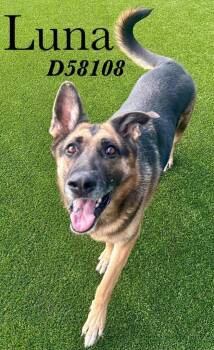 Luna -  German Shepherd Dog Dog for Adoption in Clarksville, Tennessee - Luna | PetCurious