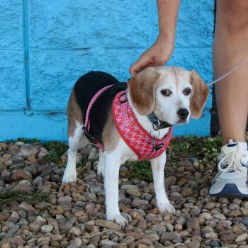Pippin -  Beagle Dog for Adoption in Denver, Colorado - Pippin | PetCurious
